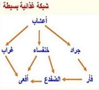 شبكة غذائية