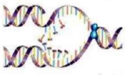DNA
