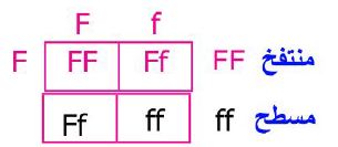 منتفخ و مسطح