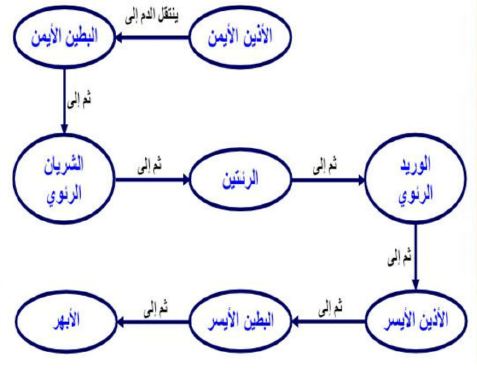 خريطة مفاهيم