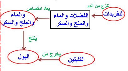 تكون البول في الكلية
