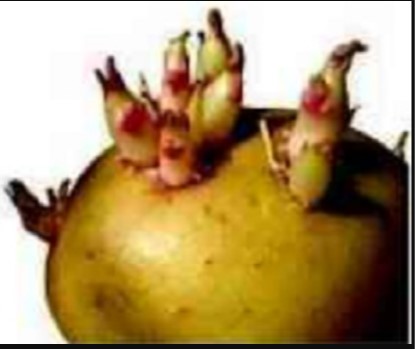 تكاثر لا جنسي