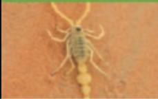 حيوان لا فقاري