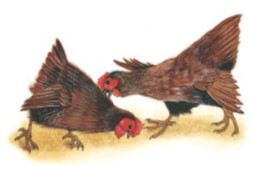 سلوك الصراع