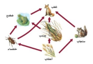 شبكة غذائية