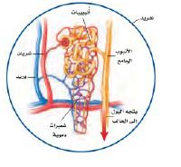 الجهاز البولي