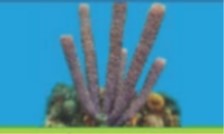 حيوانات لا فقارية