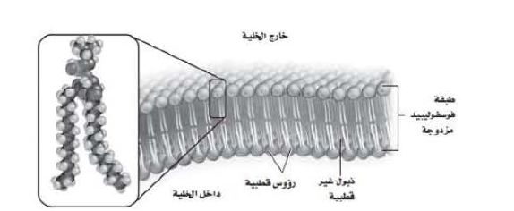 شكل