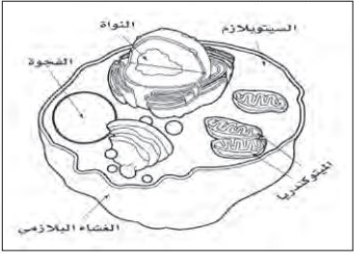 شكل الخلية الحيوانية