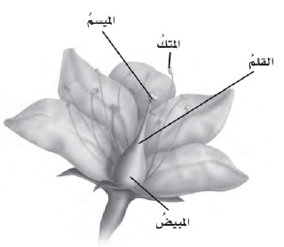 بعض أجزاء الزهرة
