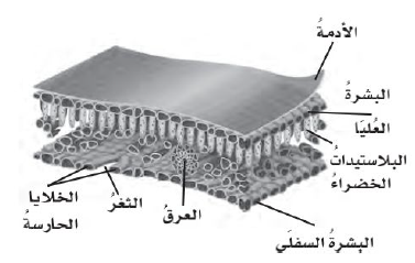 أجزاء الورقة