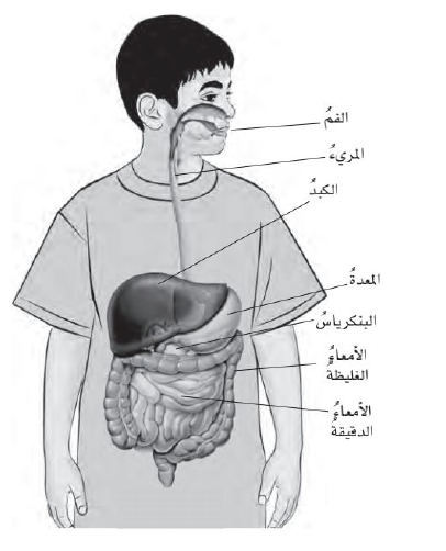 الجهاز الهضمي في الإنسان