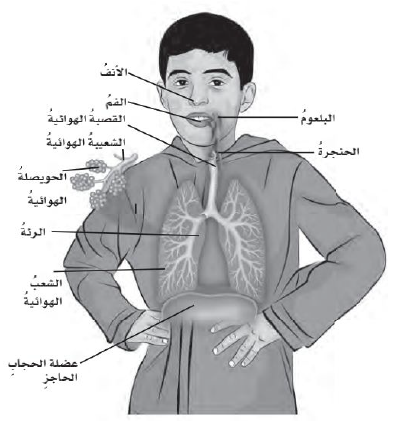 الجهاز التنفسي في الإنسان